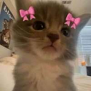 ily